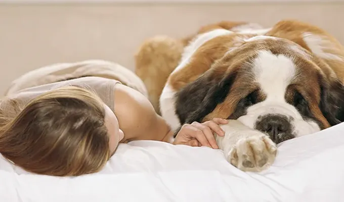 best-emotional-support-dogs-st-bernard' fetchpriority='auto' title='The Best Emotional Support Dogs for People with Anxiety According to Experts