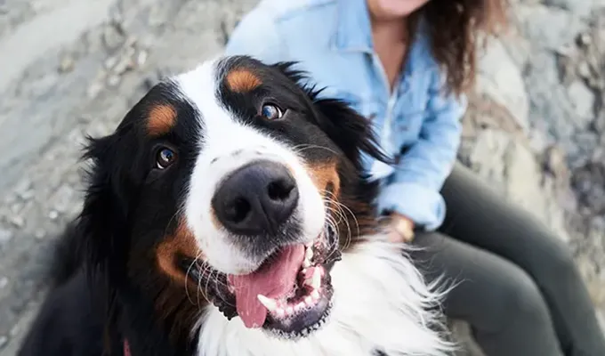 best-emotional-support-dogs-bernese' fetchpriority='auto' title='The Best Emotional Support Dogs for People with Anxiety According to Experts
