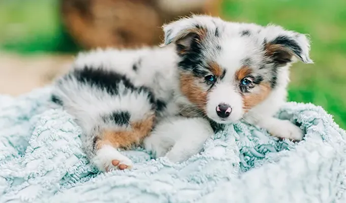 best-emotional-support-dogs-miniature-american-shepherd' fetchpriority='auto' title='The Best Emotional Support Dogs for People with Anxiety According to Experts