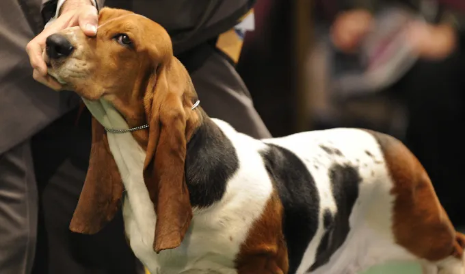 best-emotional-support-dogs-bassett-hound' fetchpriority='auto' title='The Best Emotional Support Dogs for People with Anxiety According to Experts
