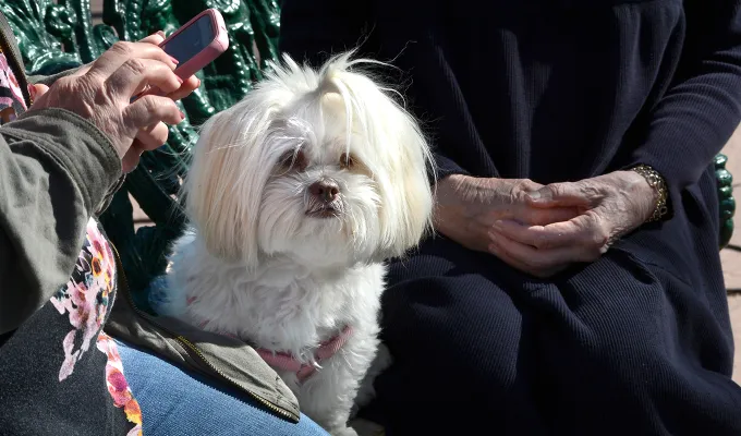 best-emotional-support-dogs-shiu-tzu' fetchpriority='auto' title='The Best Emotional Support Dogs for People with Anxiety According to Experts