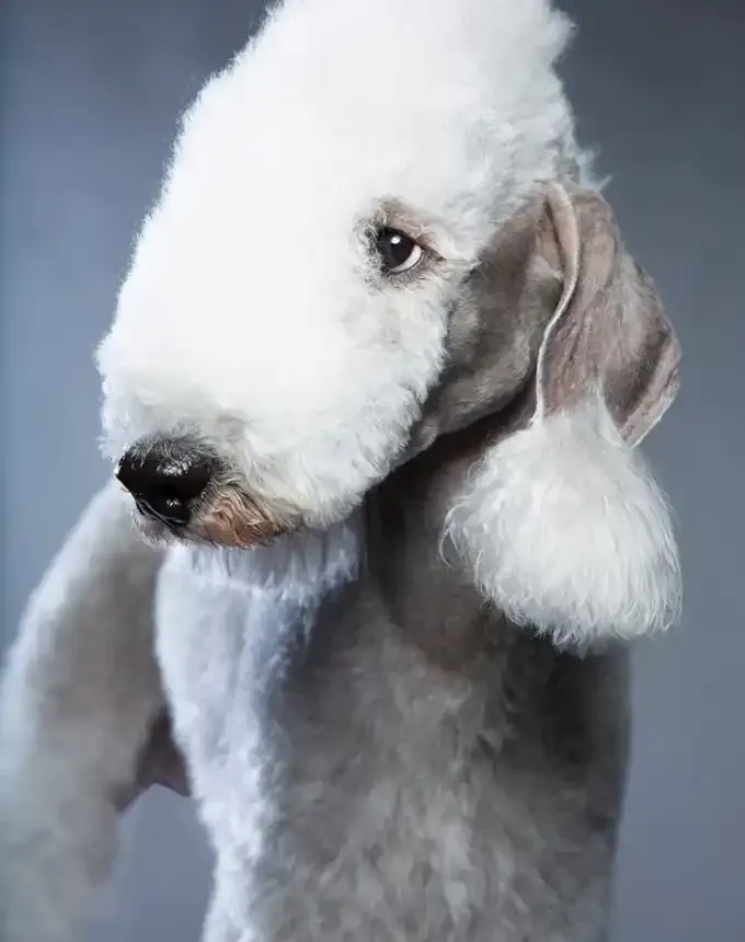 english dog breeds bedlington terrier' fetchpriority='auto' title='17 English Dog Breeds That Make the Best Bloody Mates