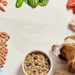 Is Human-Grade Dog Food Worth It? Vets Weigh in on Their 10 Favorite Brands