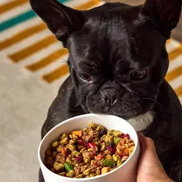 Is Human-Grade Dog Food Worth It? Vets Weigh in on Their 10 Favorite Brands