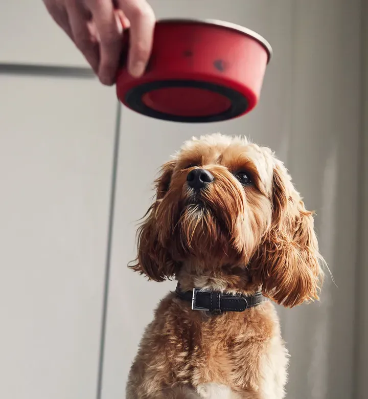 Onko ihmisen luokan koiranruoka sen arvoinen? Eläinlääkärit punnitsevat heidän 10 suosikki tuotemerkkiä