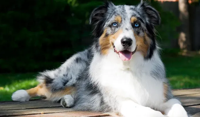 blue eyed-dog-breeds-aussie' fetchpriority='auto' title='16 Dog Breeds with Blue Eyes