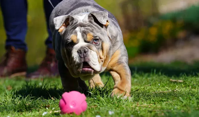 blue eyed-dog-breeds-english0bulld0g-blue-eyes' fetchpriority='auto' title='16 Dog Breeds with Blue Eyes