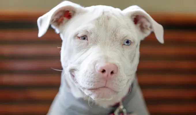 blue eyed-dog-breeds-white-pitt-bull' fetchpriority='auto' title='16 Dog Breeds with Blue Eyes