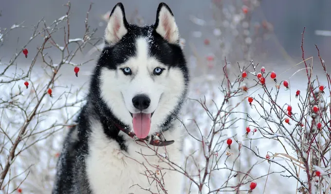 blue eyed-dog-breeds-husky-in-snow' fetchpriority='auto' title='16 Dog Breeds with Blue Eyes