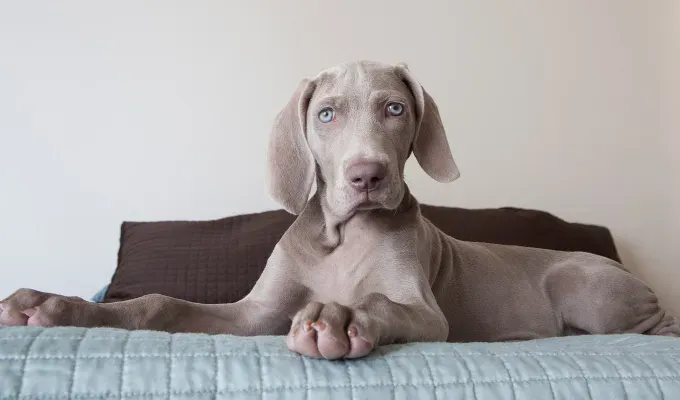 blue eyed-dog-breeds-brown-dog-relaxing' fetchpriority='auto' title='16 Dog Breeds with Blue Eyes