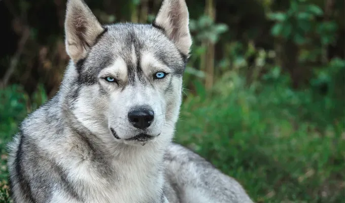 blue eyed-dog-breeds-blue-eye-dog' fetchpriority='auto' title='16 Dog Breeds with Blue Eyes