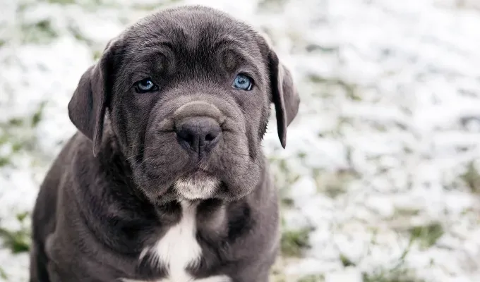 blue eyed-dog-breeds-cane-corse' fetchpriority='auto' title='16 Dog Breeds with Blue Eyes
