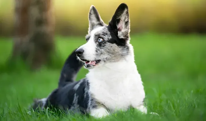 blue eyed-dog-breeds-cardigan-corgi-white-and-brown' fetchpriority='auto' title='16 Dog Breeds with Blue Eyes