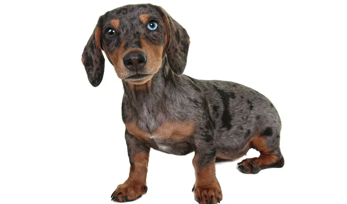 blue eyed-dog-breeds-daschund-brown-dog' fetchpriority='auto' title='16 Dog Breeds with Blue Eyes