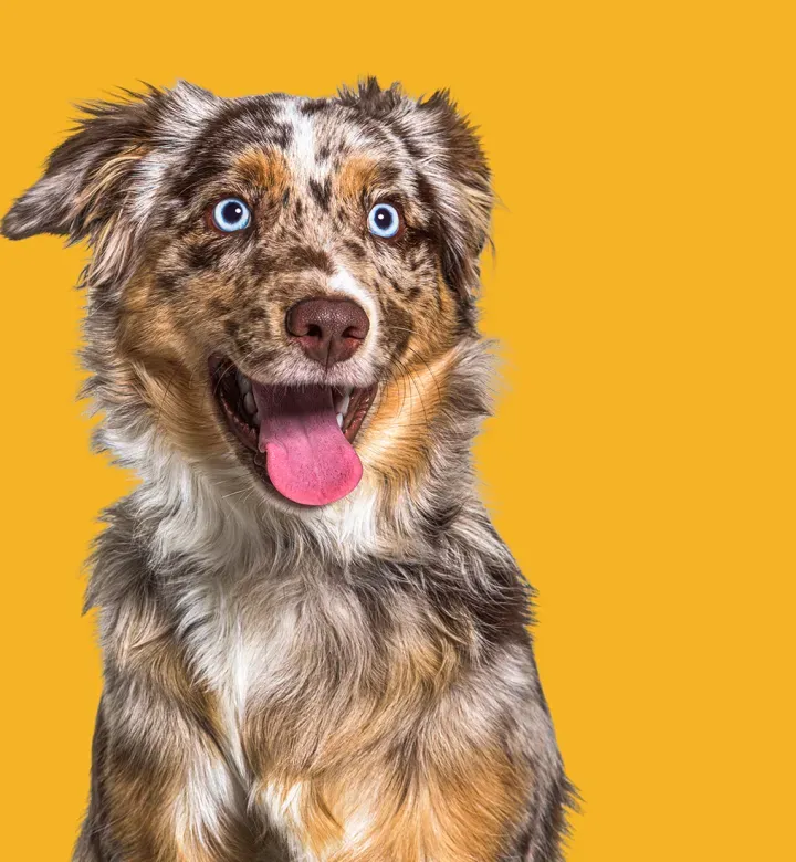 16 Hunderassen mit blauen Augen