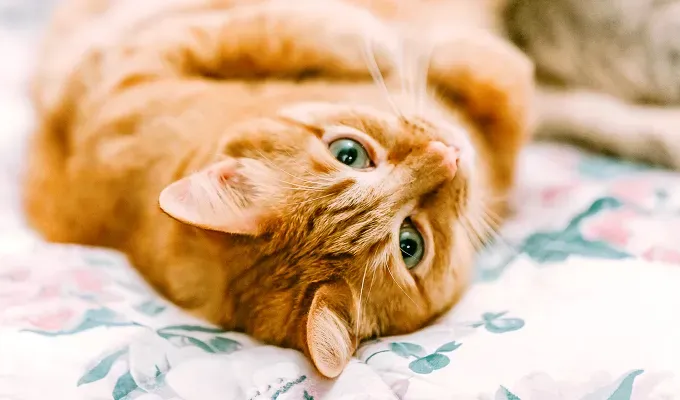 Orange cat breeds American Shorthair' fetchpriority='auto' title='15 Bright and Cheerful Orange Cat Breeds