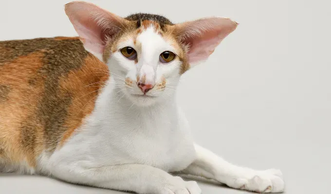 Orange cat breeds Oriental Shorthair' fetchpriority='auto' title='15 Bright and Cheerful Orange Cat Breeds