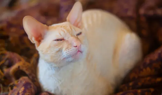 Orange cat breeds Cornish Rex' fetchpriority='auto' title='15 Bright and Cheerful Orange Cat Breeds