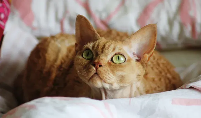 Orange cat breeds Devon Rex' fetchpriority='auto' title='15 Bright and Cheerful Orange Cat Breeds