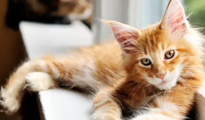 orange cat breeds Maine Coon' fetchpriority='auto' title='15 Bright and Cheerful Orange Cat Breeds