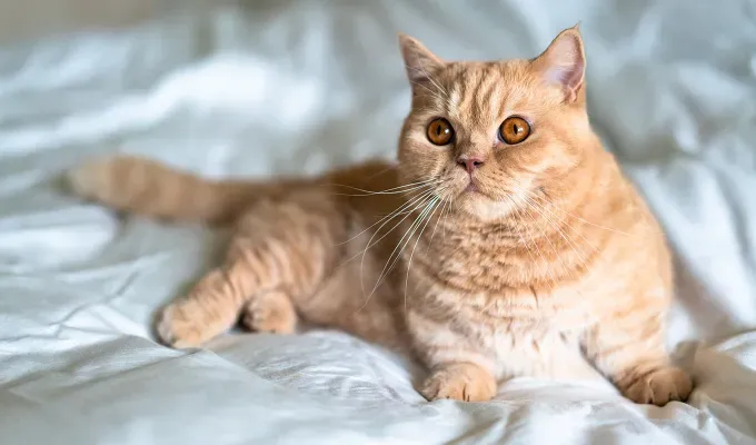 Orange cat breeds Munchkin' fetchpriority='auto' title='15 Bright and Cheerful Orange Cat Breeds