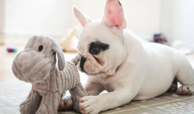 a miniature bulldog playing with a toy.' fetchpriority='auto' title='13 Bulldog Breeds with the Most Adorable Faces