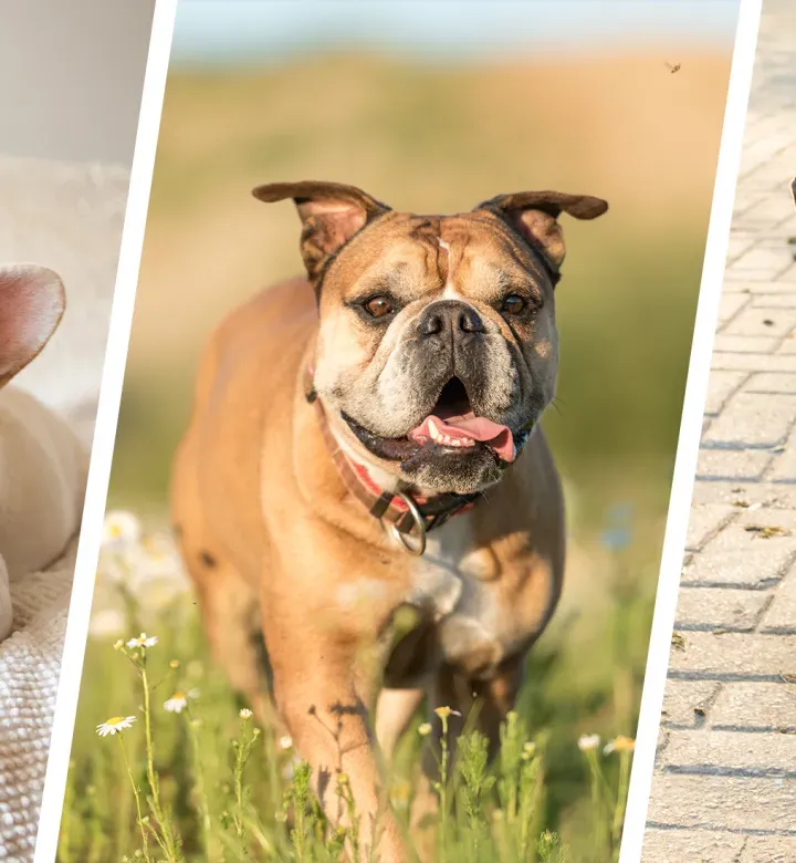 13 Bulldoggenrassen mit den entzückendsten Gesichtern