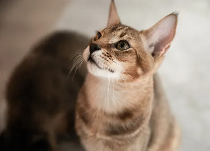 large cat breeds chausie' fetchpriority='auto' title='13 Large Cat Breeds that Make Great Pets