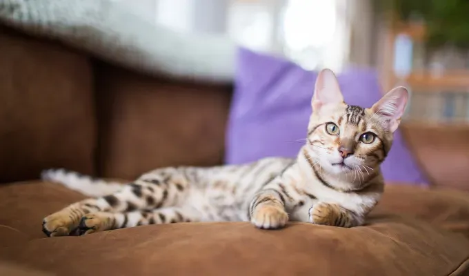 large cat breeds bengal' fetchpriority='auto' title='13 Large Cat Breeds that Make Great Pets