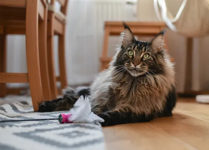 large cat breeds maine coon' fetchpriority='auto' title='13 Large Cat Breeds that Make Great Pets