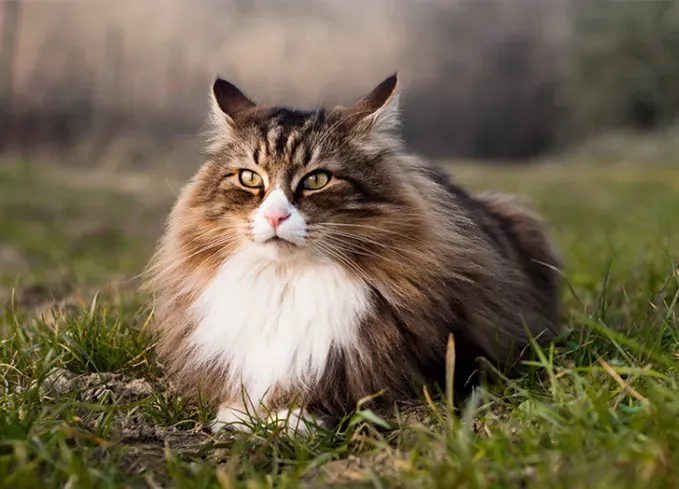 large cat breeds norwegian forest' fetchpriority='auto' title='13 Large Cat Breeds that Make Great Pets