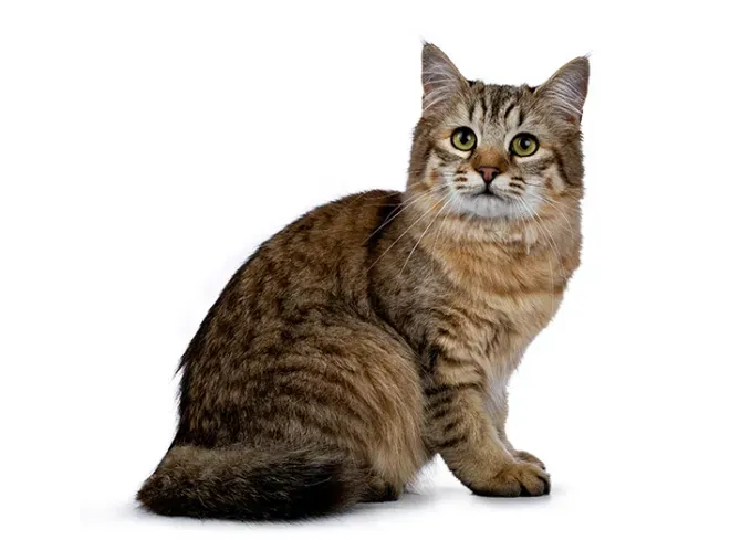 large cat breeds pixiebob' fetchpriority='auto' title='13 Large Cat Breeds that Make Great Pets