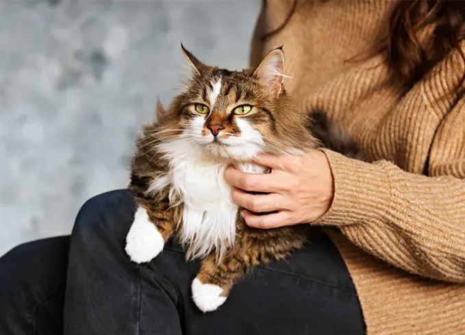 large cat breeds ragamuffin' fetchpriority='auto' title='13 Large Cat Breeds that Make Great Pets