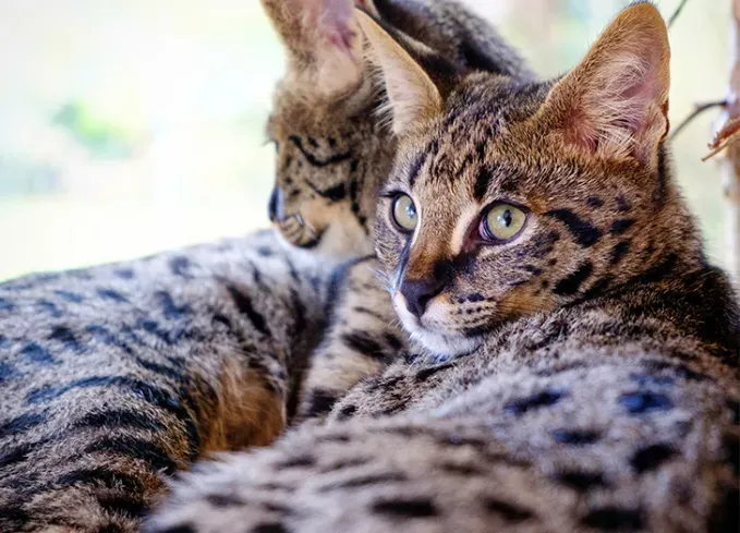 large cat breeds savannah' fetchpriority='auto' title='13 Large Cat Breeds that Make Great Pets