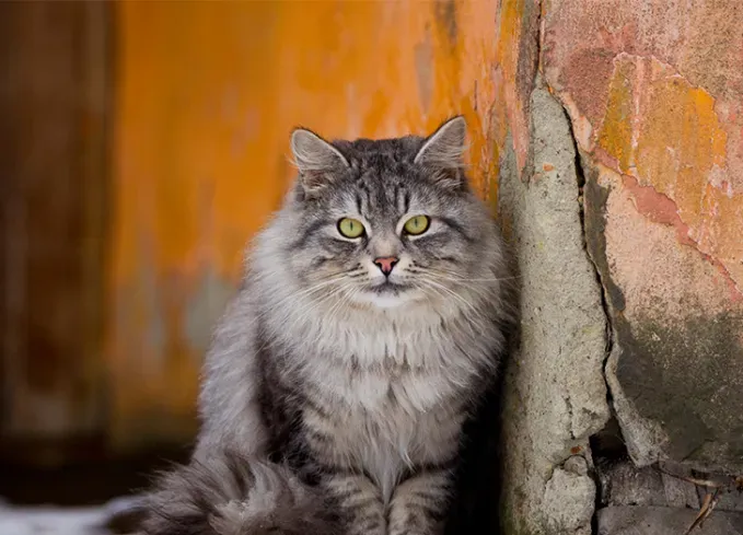 large cat breeds siberian' fetchpriority='auto' title='13 Large Cat Breeds that Make Great Pets