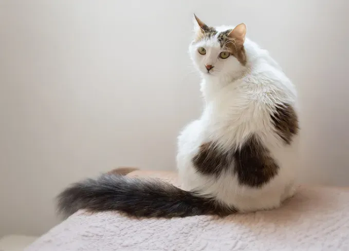 large cat breeds turkish van' fetchpriority='auto' title='13 Large Cat Breeds that Make Great Pets