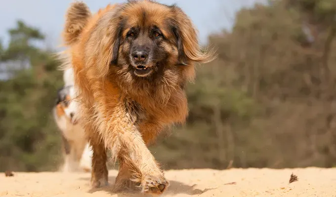 mountain-dog-breeds: A fluffy brown and black Leonberger walks through some sand with trees in the background.' fetchpriority='auto' title='15 Mountain Dog Breeds That Are Tough Yet Cuddly