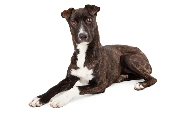 mountain-dog-breeds: A black and white Mountain Cur sits in front of a white background. It looks curious with its head tilted to the side.' fetchpriority='auto' title='15 Mountain Dog Breeds That Are Tough Yet Cuddly