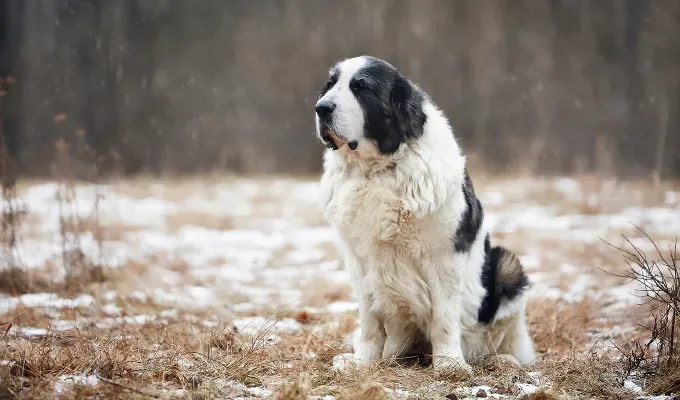 mountain-dog-breeds: A fluffy white and black Pyrenean Mastiff sits in a dried out grassy area with patches of snow around it.' fetchpriority='auto' title='15 Mountain Dog Breeds That Are Tough Yet Cuddly