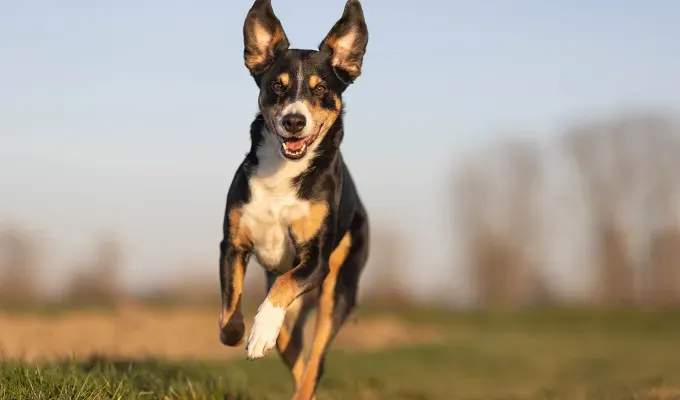 mountain-dog-breeds: A photo of a lively black/brown/white Appenzeller Sennenhund running through a field with its tongue out.' fetchpriority='auto' title='15 Mountain Dog Breeds That Are Tough Yet Cuddly