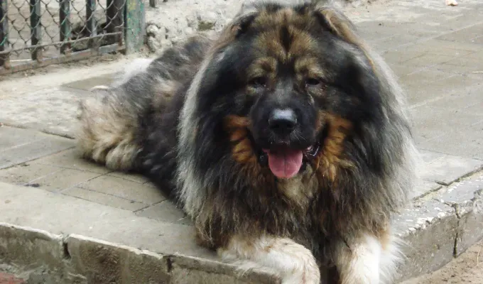 mountain-dog-breeds: A fluffy Caucasian Shepherd Dog lays on the corner of a concrete step. Its staring at the camera with its tongue stuck out.' fetchpriority='auto' title='15 Mountain Dog Breeds That Are Tough Yet Cuddly