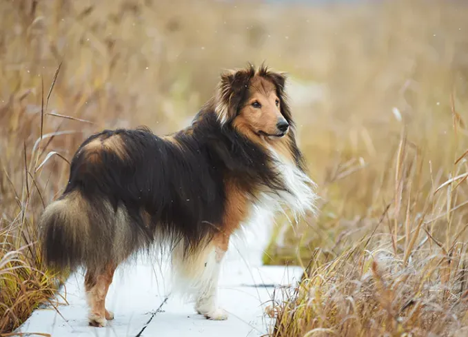 fluffy dog breeds collie' fetchpriority='auto' title='25 Fluffy Dog Breeds I’ve Loved—and You Will Too