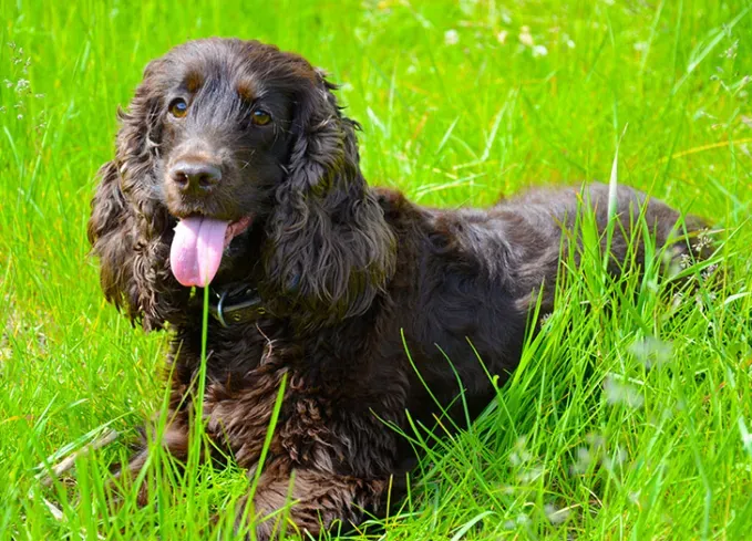 fluffy dog breeds irish water spaniel' fetchpriority='auto' title='25 Fluffy Dog Breeds I’ve Loved—and You Will Too