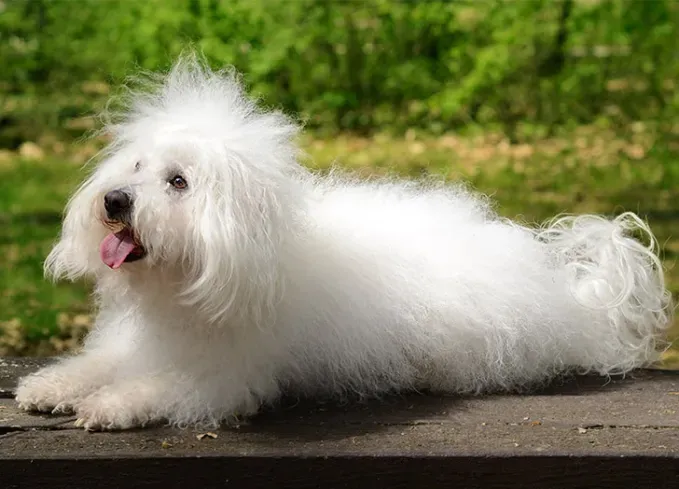 fluffy dog breeds bolognese' fetchpriority='auto' title='25 Fluffy Dog Breeds I’ve Loved—and You Will Too