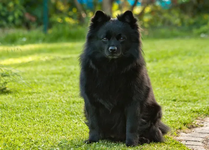 fluffy dog breeds german spitz' fetchpriority='auto' title='25 Fluffy Dog Breeds I’ve Loved—and You Will Too