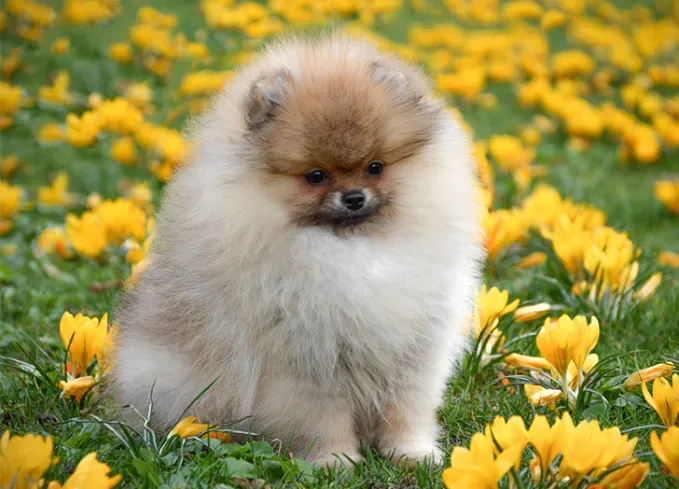fluffy dog breeds pomeranian' fetchpriority='auto' title='25 Fluffy Dog Breeds I’ve Loved—and You Will Too
