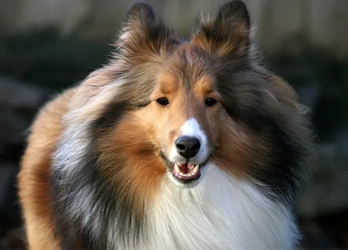 fluffy dog breeds shetland sheepdog' fetchpriority='auto' title='25 Fluffy Dog Breeds I’ve Loved—and You Will Too