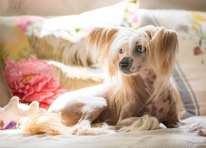 chinese dog breeds chinese crested' fetchpriority='auto' title='12 Chinese Dog Breeds That Are Some of the Oldest and Rarest Breeds on Earth