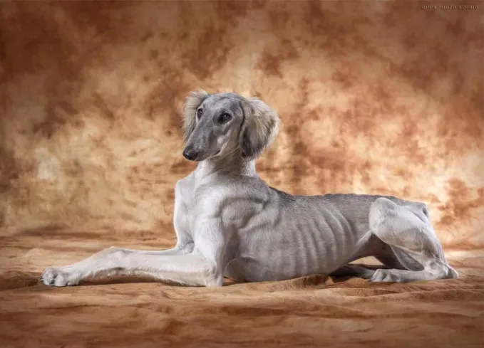 chinese dog breeds shaanxi xian hound' fetchpriority='auto' title='12 Chinese Dog Breeds That Are Some of the Oldest and Rarest Breeds on Earth