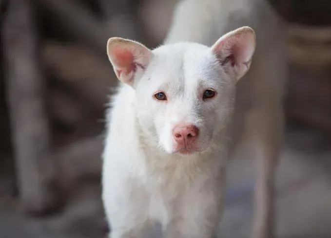 chinese dog breeds xiasi hound' fetchpriority='auto' title='12 Chinese Dog Breeds That Are Some of the Oldest and Rarest Breeds on Earth